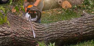 Best Grass Overseeding  in South Farmingdale, NY