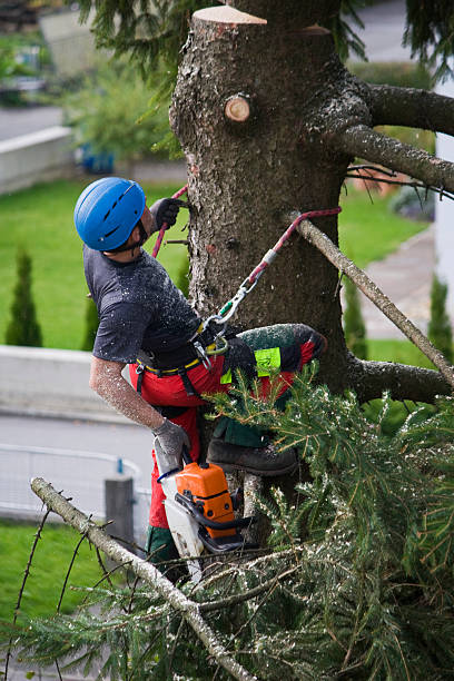 Best Lawn Renovation and Restoration  in South Farmingdale, NY